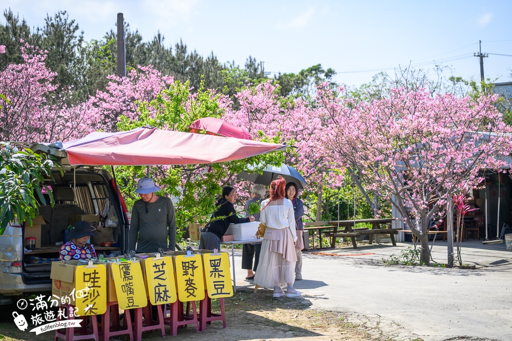 【聖德路櫻花巷】桃園隱藏版櫻花步道,盛放的富士櫻超迷人,還有墨染櫻花可以近距離合影!