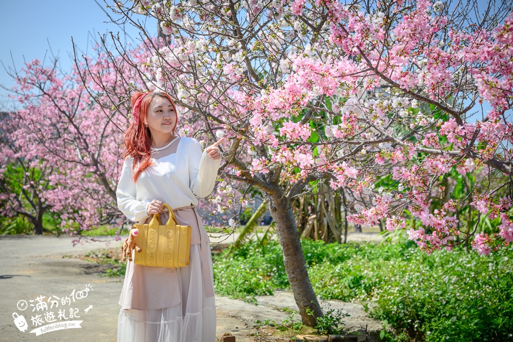 【聖德路櫻花巷】桃園隱藏版櫻花步道,盛放的富士櫻超迷人,還有墨染櫻花可以近距離合影!