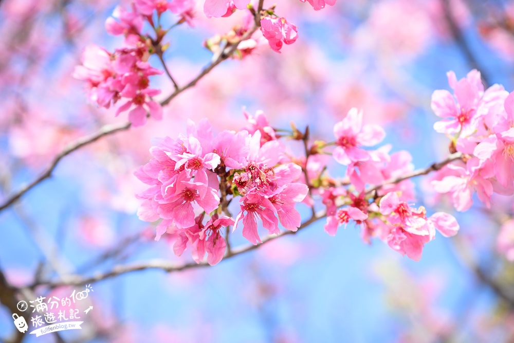 【聖德路櫻花巷】桃園隱藏版櫻花步道,盛放的富士櫻超迷人,還有墨染櫻花可以近距離合影!