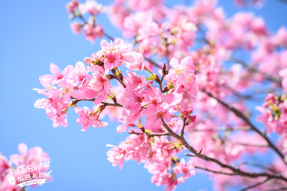 【聖德路櫻花巷】桃園隱藏版櫻花步道,盛放的富士櫻超迷人,還有墨染櫻花可以近距離合影!