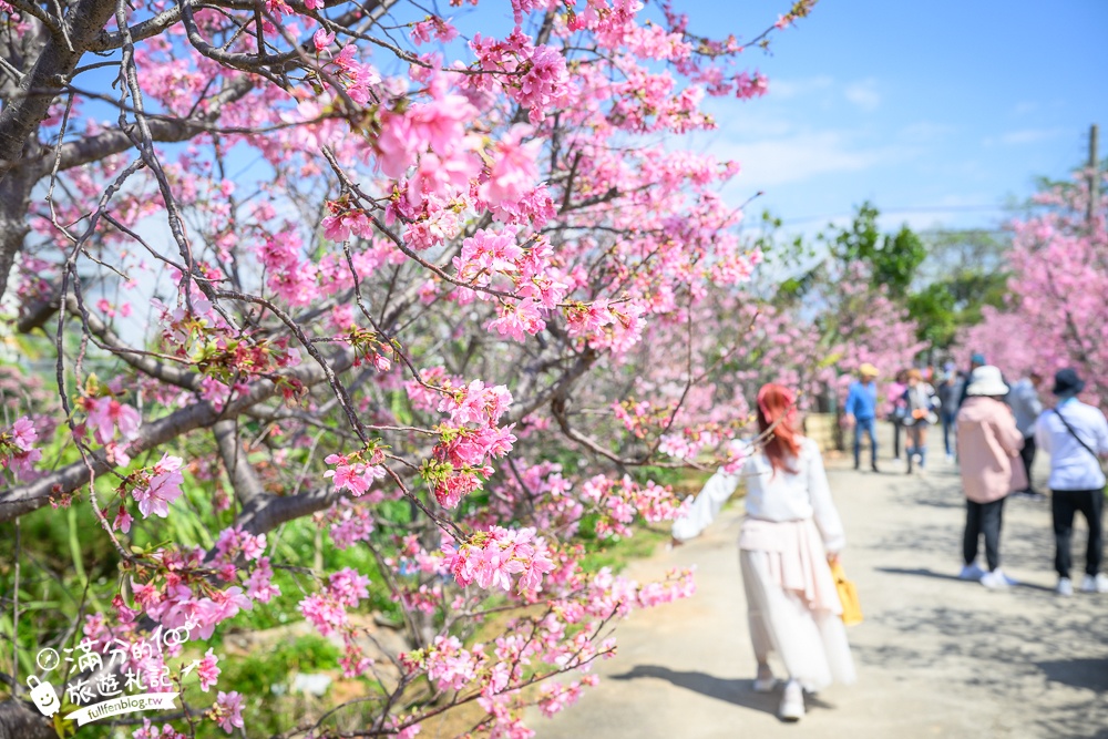 【聖德路櫻花巷】桃園隱藏版櫻花步道,盛放的富士櫻超迷人,還有墨染櫻花可以近距離合影!