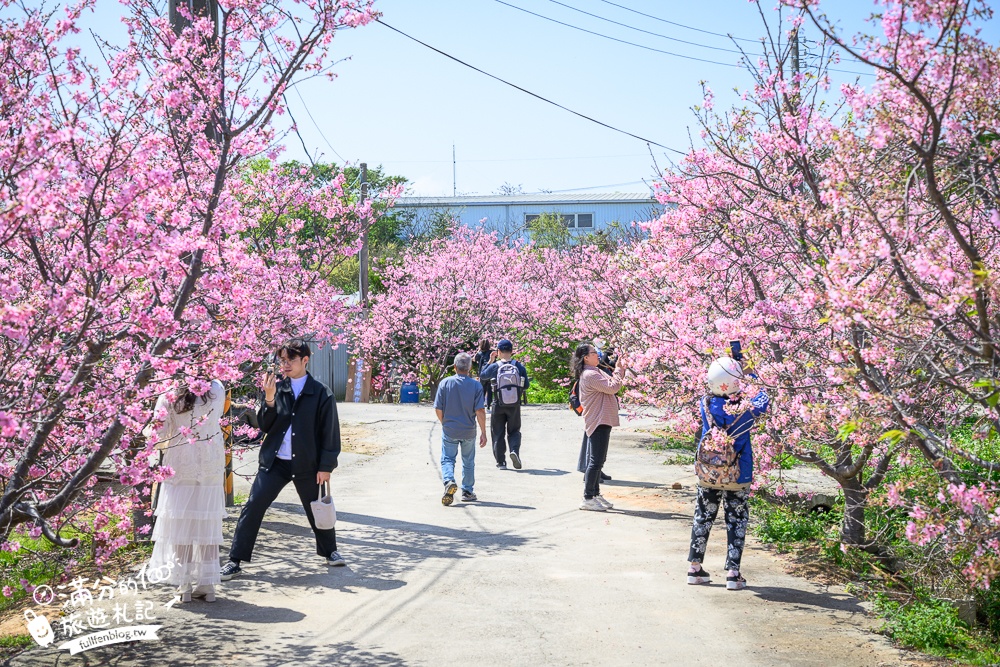 【聖德路櫻花巷】桃園隱藏版櫻花步道,盛放的富士櫻超迷人,還有墨染櫻花可以近距離合影!