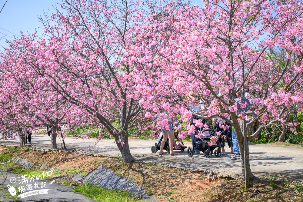【聖德路櫻花巷】桃園隱藏版櫻花步道,盛放的富士櫻超迷人,還有墨染櫻花可以近距離合影!