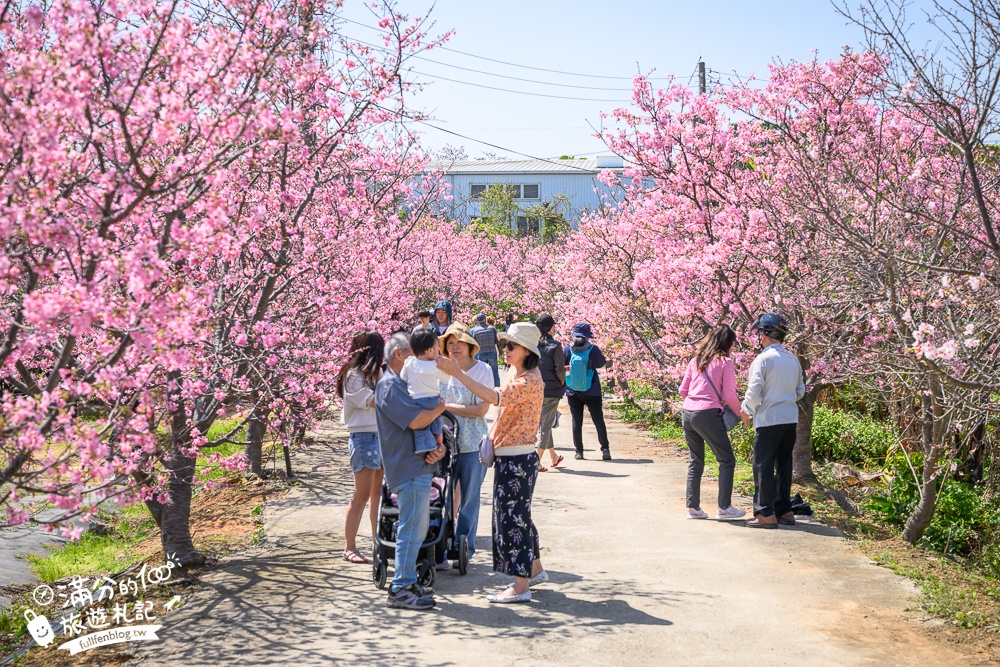【聖德路櫻花巷】桃園隱藏版櫻花步道,盛放的富士櫻超迷人,還有墨染櫻花可以近距離合影!