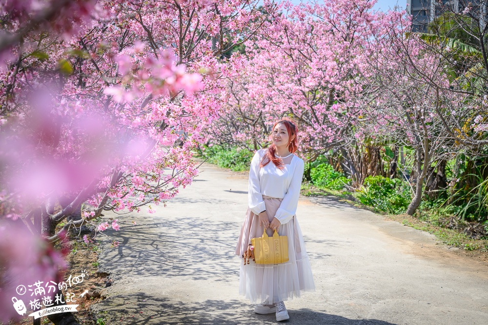 【聖德路櫻花巷】桃園隱藏版櫻花步道,盛放的富士櫻超迷人,還有墨染櫻花可以近距離合影!