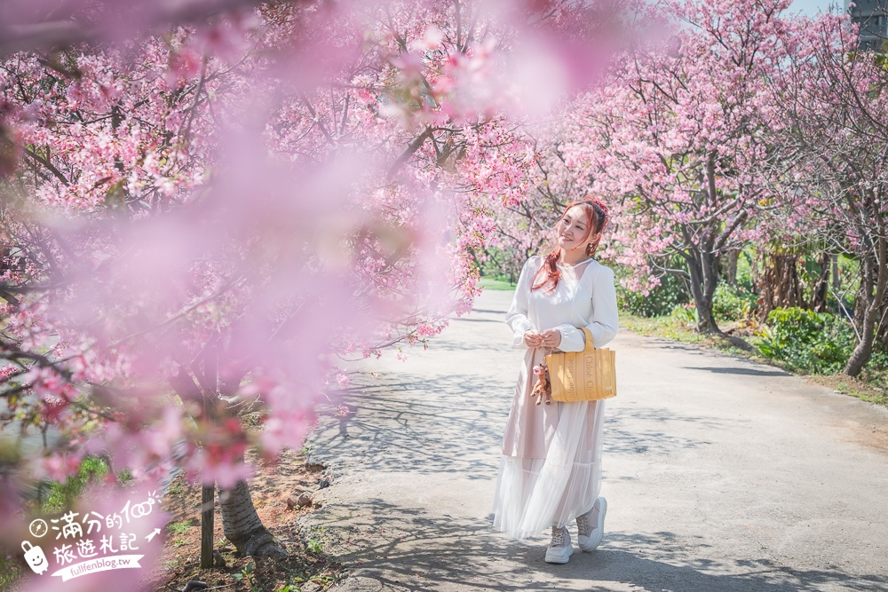 【聖德路櫻花巷】桃園隱藏版櫻花步道,盛放的富士櫻超迷人,還有墨染櫻花可以近距離合影!