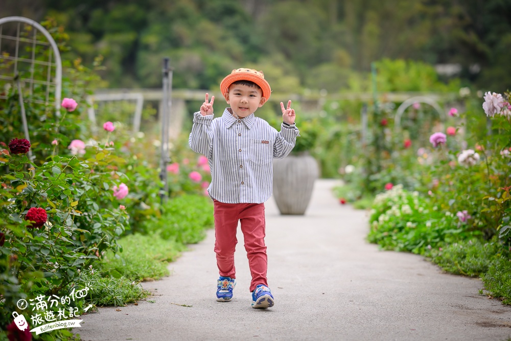 苗栗【雅聞七里香玫瑰森林】全台最大免門票玫瑰花園玩樂攻略,免費入園, 逛花園也能環遊全世界唷!