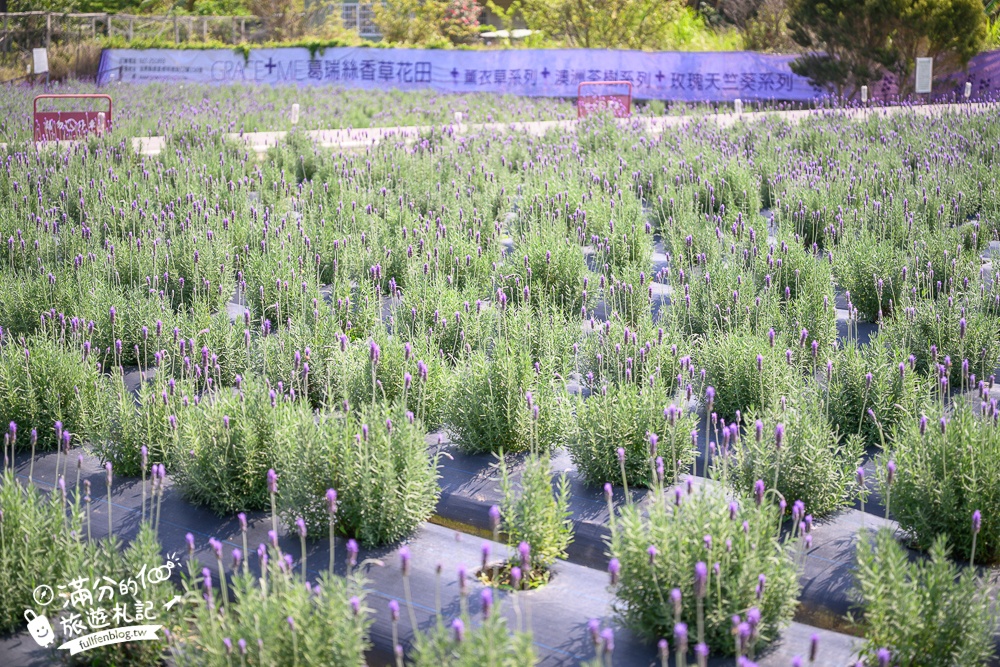 【2026葛瑞絲香草田薰衣草季】免門票全台最大7000坪薰衣草田,絕美紫衣花海~抵擋不住的紫色誘惑!