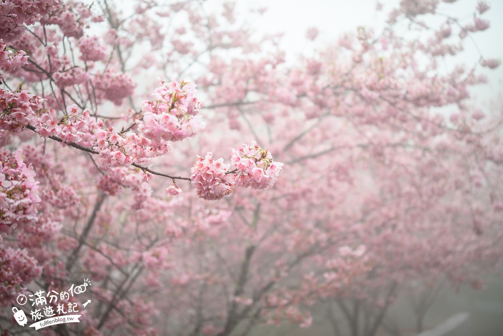 南投【星嵐拉麵】清境免門票浪漫櫻花林.賞櫻花.吃拉麵.望山嵐.視覺與味覺的雙重滿足!