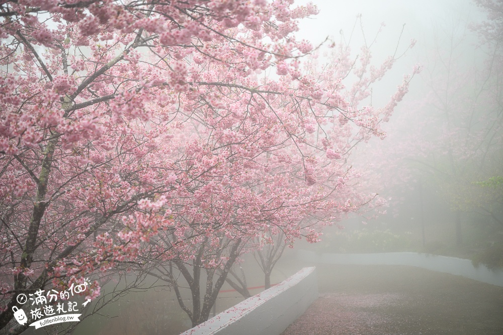 南投【星嵐拉麵】清境免門票浪漫櫻花林.賞櫻花.吃拉麵.望山嵐.視覺與味覺的雙重滿足!