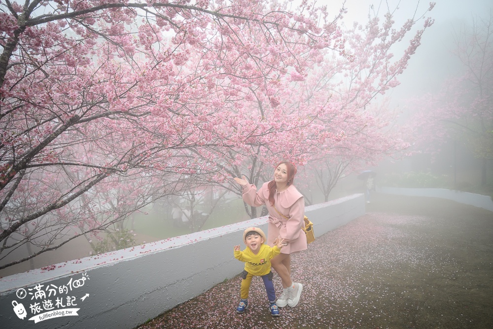 南投【星嵐拉麵】清境免門票浪漫櫻花林.賞櫻花.吃拉麵.望山嵐.視覺與味覺的雙重滿足!