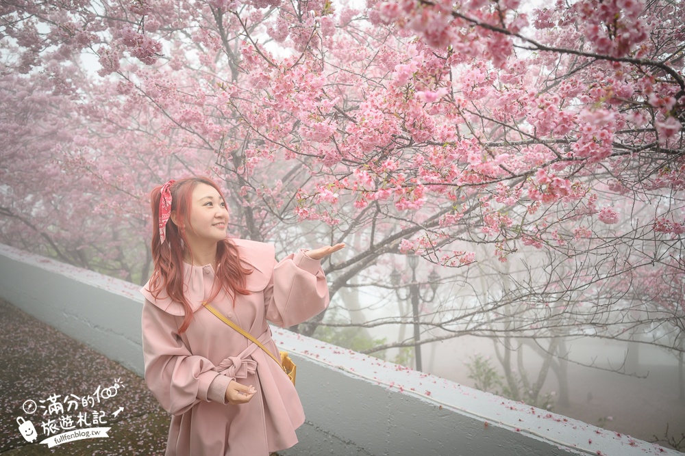 南投【星嵐拉麵】清境免門票浪漫櫻花林.賞櫻花.吃拉麵.望山嵐.視覺與味覺的雙重滿足!