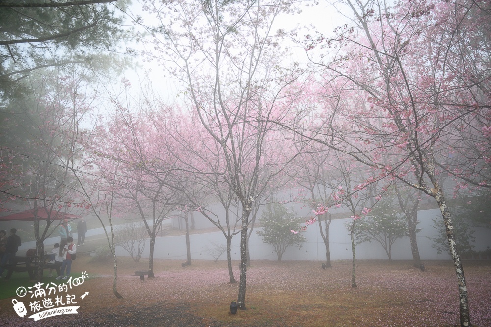 南投【星嵐拉麵】清境免門票浪漫櫻花林.賞櫻花.吃拉麵.望山嵐.視覺與味覺的雙重滿足!