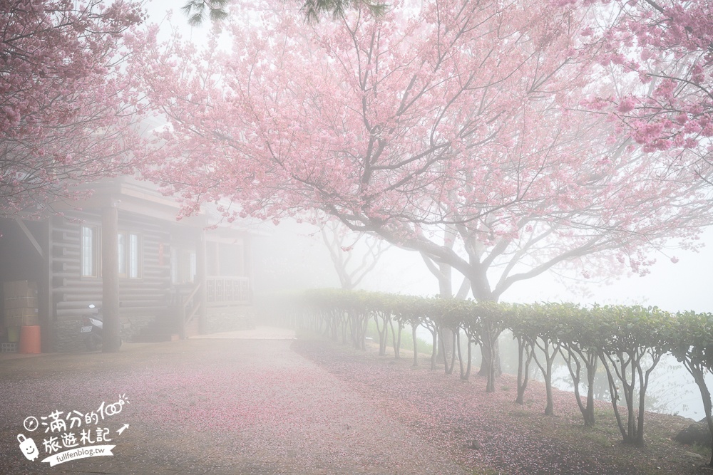 南投【星嵐拉麵】清境免門票浪漫櫻花林.賞櫻花.吃拉麵.望山嵐.視覺與味覺的雙重滿足!