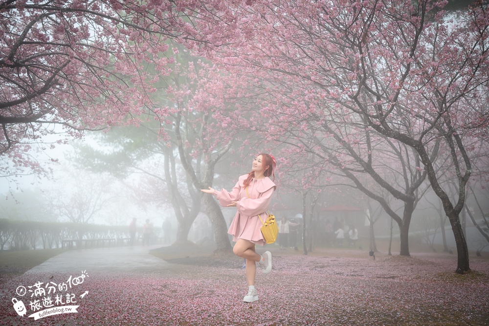 南投【星嵐拉麵】清境免門票浪漫櫻花林.賞櫻花.吃拉麵.望山嵐.視覺與味覺的雙重滿足!