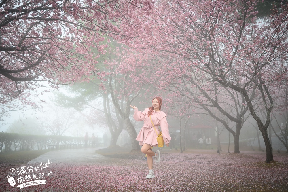 南投【星嵐拉麵】清境免門票浪漫櫻花林.賞櫻花.吃拉麵.望山嵐.視覺與味覺的雙重滿足!