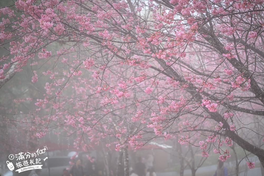 南投【星嵐拉麵】清境免門票浪漫櫻花林.賞櫻花.吃拉麵.望山嵐.視覺與味覺的雙重滿足!