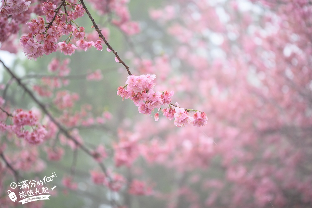 南投【星嵐拉麵】清境免門票浪漫櫻花林.賞櫻花.吃拉麵.望山嵐.視覺與味覺的雙重滿足!