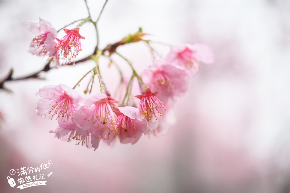 南投【星嵐拉麵】清境免門票浪漫櫻花林.賞櫻花.吃拉麵.望山嵐.視覺與味覺的雙重滿足!