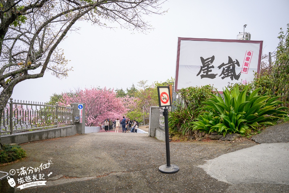 南投【星嵐拉麵】清境免門票浪漫櫻花林.賞櫻花.吃拉麵.望山嵐.視覺與味覺的雙重滿足!