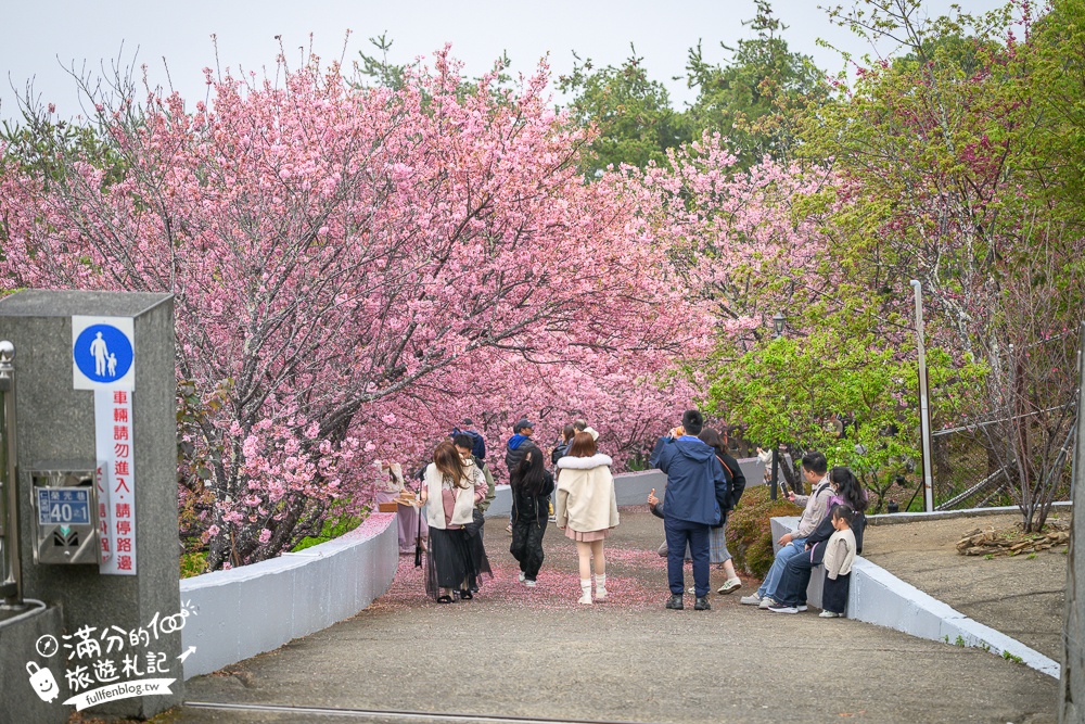 南投【星嵐拉麵】清境免門票浪漫櫻花林.賞櫻花.吃拉麵.望山嵐.視覺與味覺的雙重滿足!