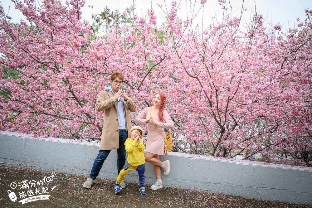 南投【星嵐拉麵】清境免門票浪漫櫻花林.賞櫻花.吃拉麵.望山嵐.視覺與味覺的雙重滿足!