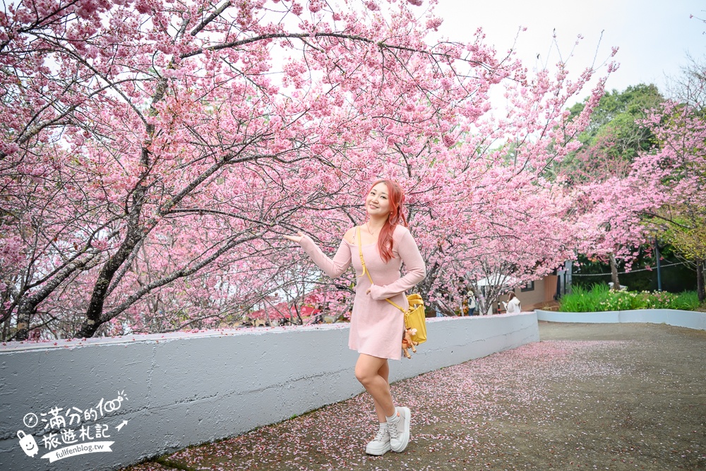 南投【星嵐拉麵】清境免門票浪漫櫻花林.賞櫻花.吃拉麵.望山嵐.視覺與味覺的雙重滿足!