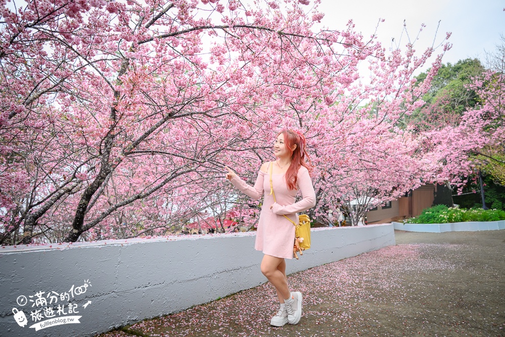 南投【星嵐拉麵】清境免門票浪漫櫻花林.賞櫻花.吃拉麵.望山嵐.視覺與味覺的雙重滿足!