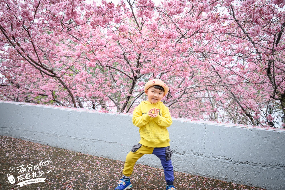 南投【星嵐拉麵】清境免門票浪漫櫻花林.賞櫻花.吃拉麵.望山嵐.視覺與味覺的雙重滿足!