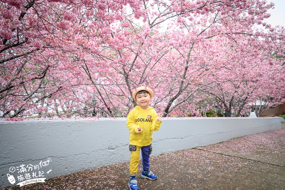 南投【星嵐拉麵】清境免門票浪漫櫻花林.賞櫻花.吃拉麵.望山嵐.視覺與味覺的雙重滿足!