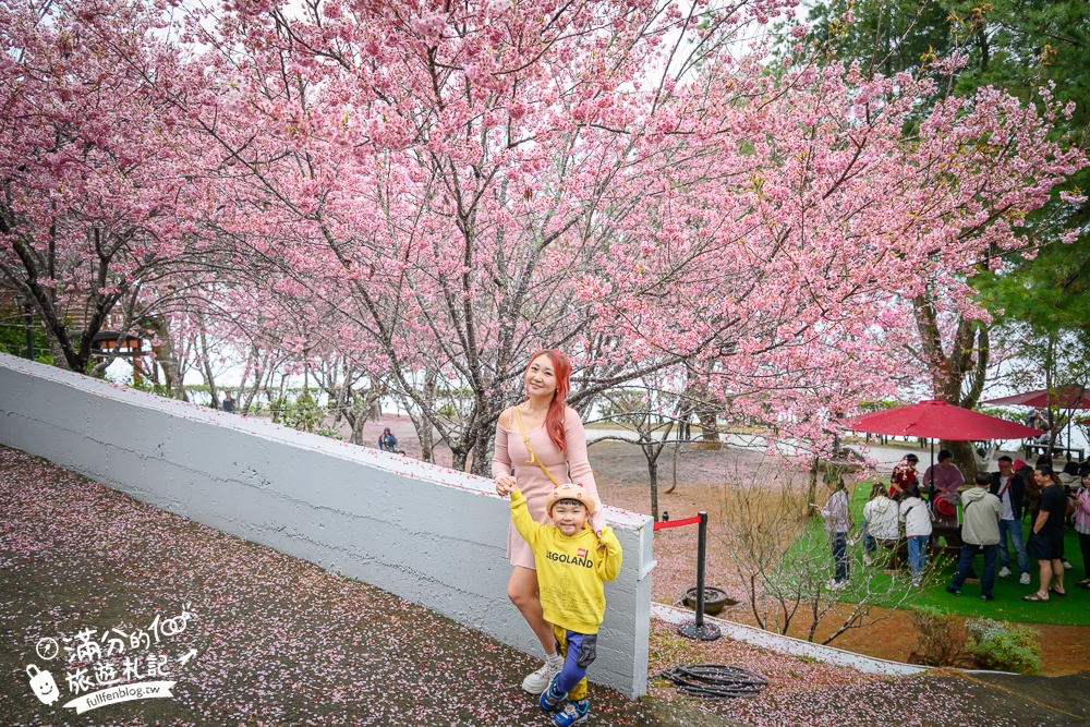 南投【星嵐拉麵】清境免門票浪漫櫻花林.賞櫻花.吃拉麵.望山嵐.視覺與味覺的雙重滿足!