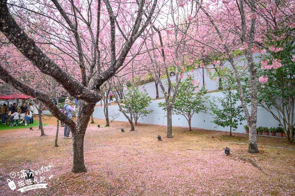 南投【星嵐拉麵】清境免門票浪漫櫻花林.賞櫻花.吃拉麵.望山嵐.視覺與味覺的雙重滿足!