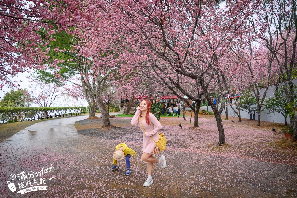 南投【星嵐拉麵】清境免門票浪漫櫻花林.賞櫻花.吃拉麵.望山嵐.視覺與味覺的雙重滿足!