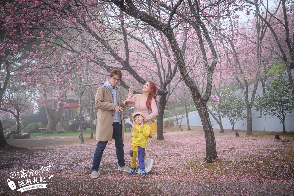 南投【星嵐拉麵】清境免門票浪漫櫻花林.賞櫻花.吃拉麵.望山嵐.視覺與味覺的雙重滿足!