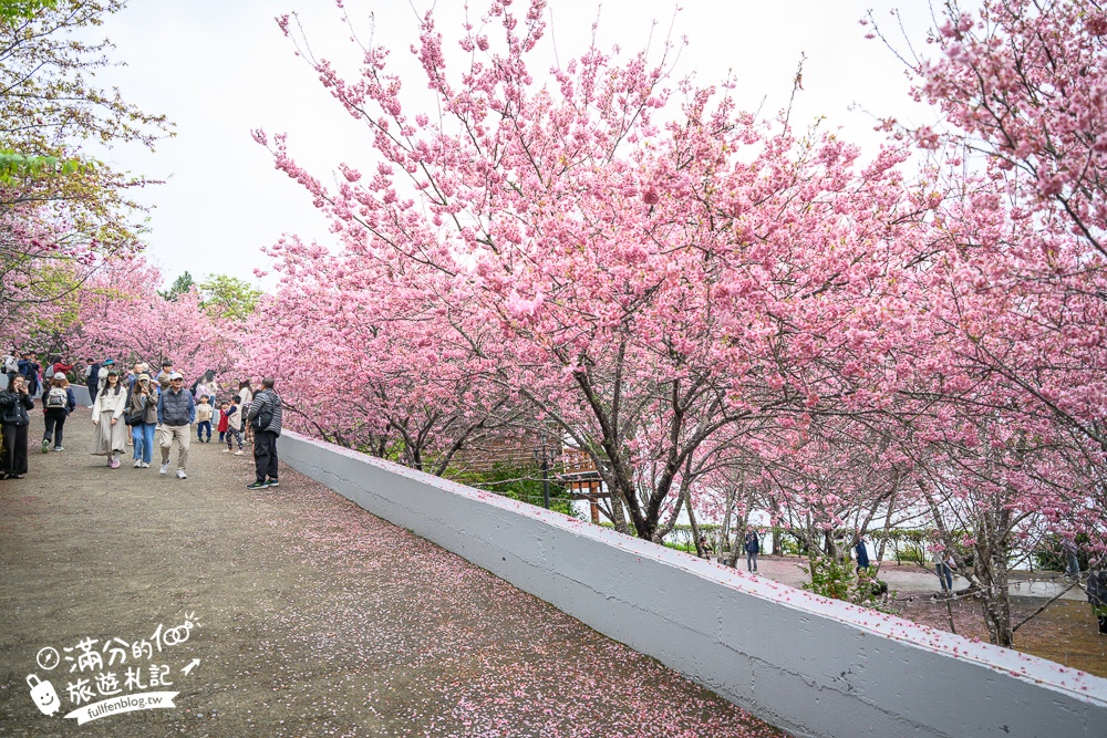 南投【星嵐拉麵】清境免門票浪漫櫻花林.賞櫻花.吃拉麵.望山嵐.視覺與味覺的雙重滿足!