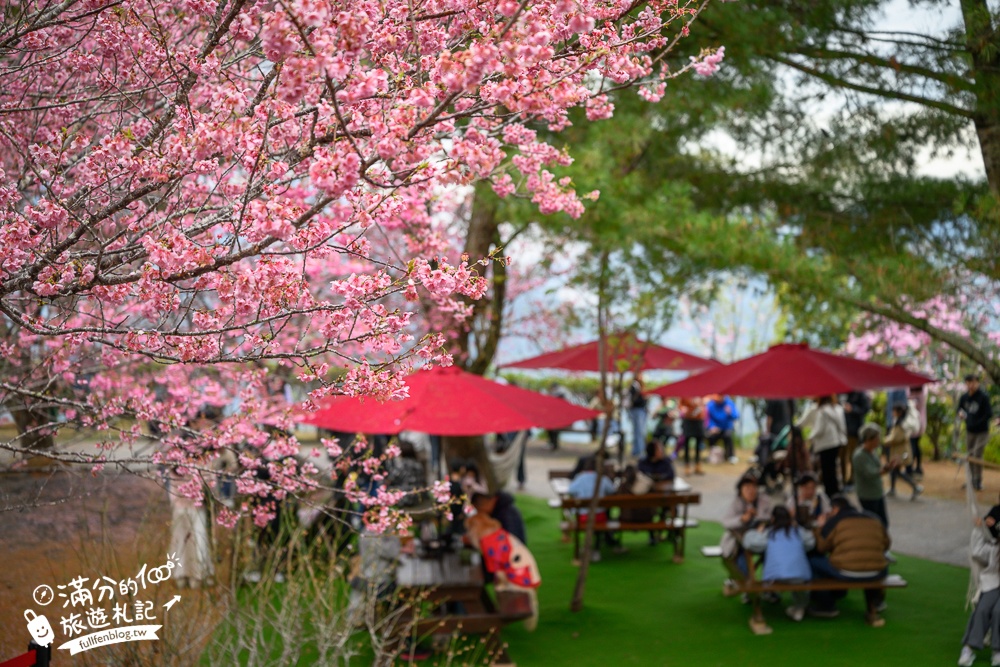 南投【星嵐拉麵】清境免門票浪漫櫻花林.賞櫻花.吃拉麵.望山嵐.視覺與味覺的雙重滿足!