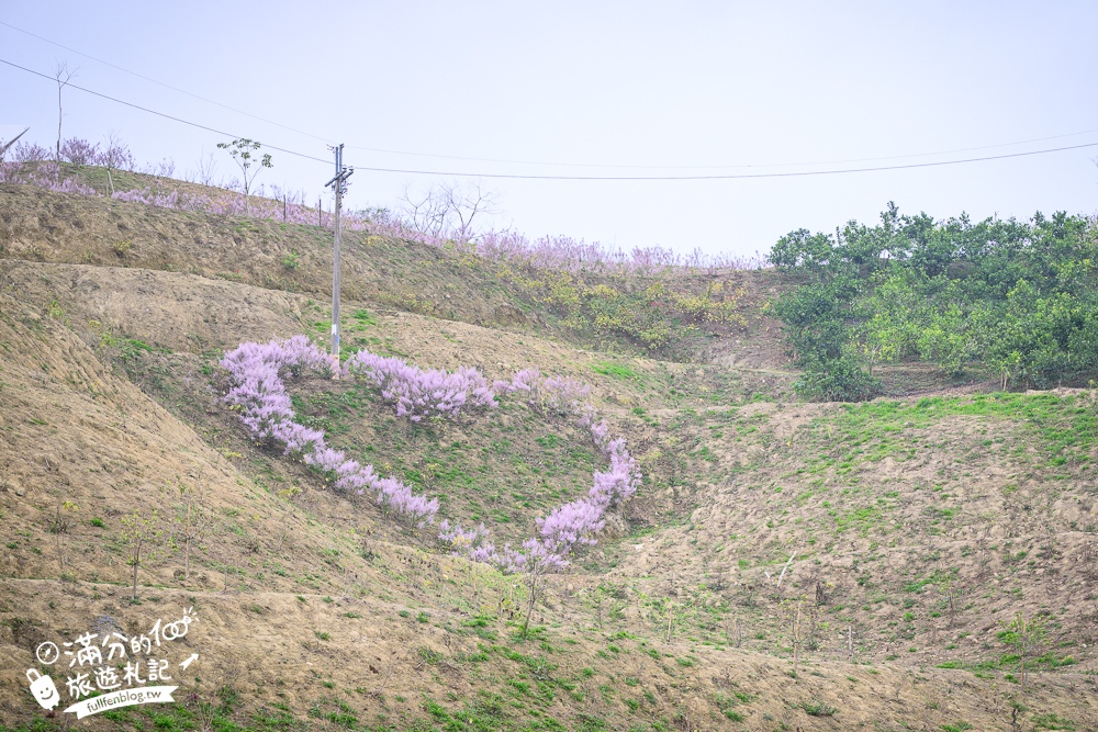 雲林新景點【有風的地方森林療癒咖啡】麝香木粉紅階梯超夢幻.賞花海.登大峽谷巨石,自然景觀好震撼! 雲林新景點【有風的地方森林療癒咖啡】麝香木粉紅階梯超夢幻.賞花海.登大峽谷巨石,自然景觀好震撼!