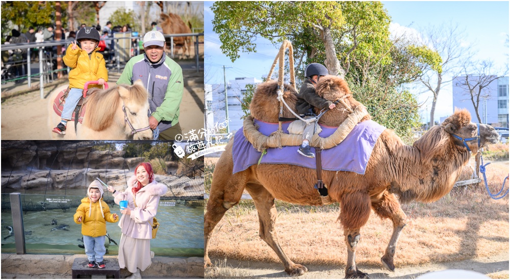 【神戶動物王國】大人小孩都瘋狂！親子推車友善溫室動物園.必體驗騎駱駝.騎馬.零距離餵食的動物天堂!