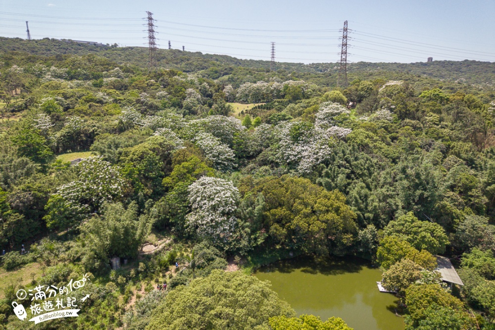 【桃園甘家堡桐花步道】私人桐花莊園開放,不用爬山也能看滿片四月雪,遼闊大草原.親子野餐首選！