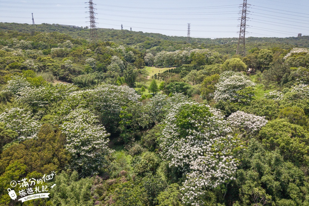 【桃園甘家堡桐花步道】私人桐花莊園開放,不用爬山也能看滿片四月雪,遼闊大草原.親子野餐首選！