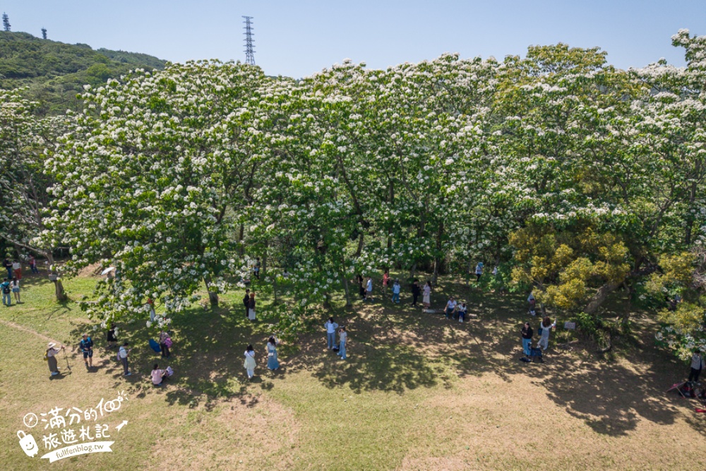 【桃園甘家堡桐花步道】私人桐花莊園開放,不用爬山也能看滿片四月雪,遼闊大草原.親子野餐首選！