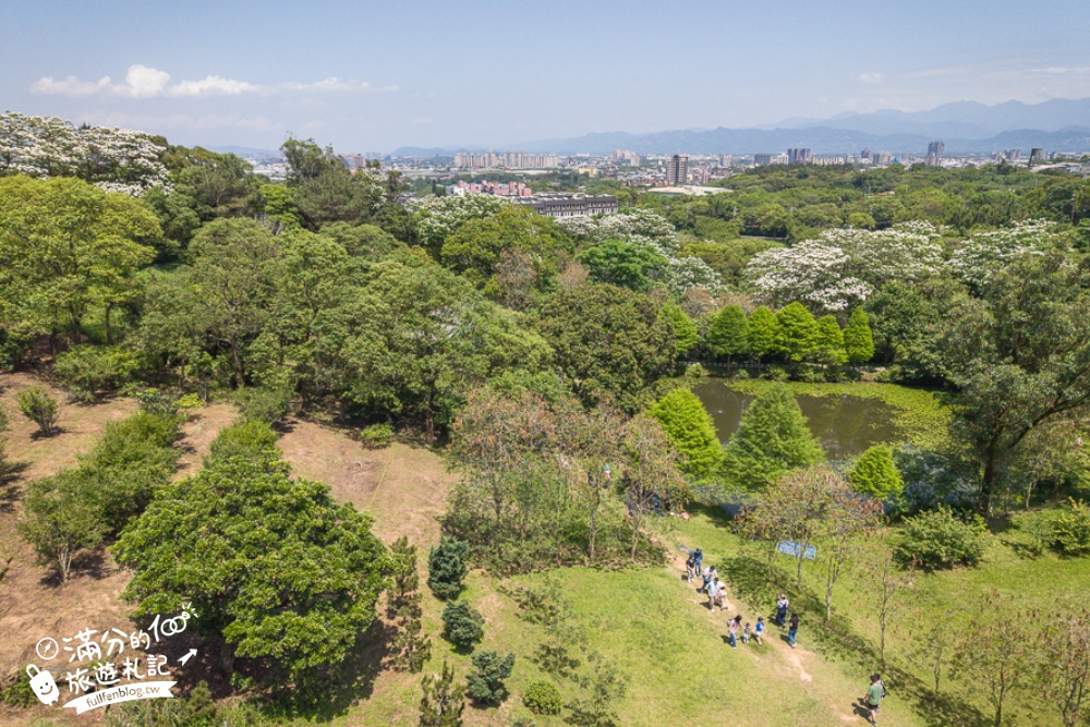 【桃園甘家堡桐花步道】私人桐花莊園開放,不用爬山也能看滿片四月雪,遼闊大草原.親子野餐首選！