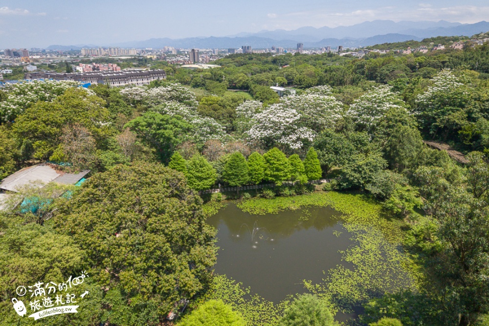 【桃園甘家堡桐花步道】私人桐花莊園開放,不用爬山也能看滿片四月雪,遼闊大草原.親子野餐首選！