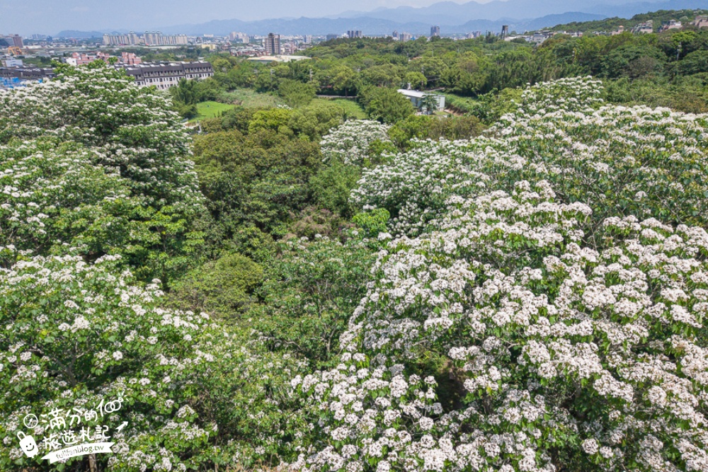 【桃園甘家堡桐花步道】私人桐花莊園開放,不用爬山也能看滿片四月雪,遼闊大草原.親子野餐首選！