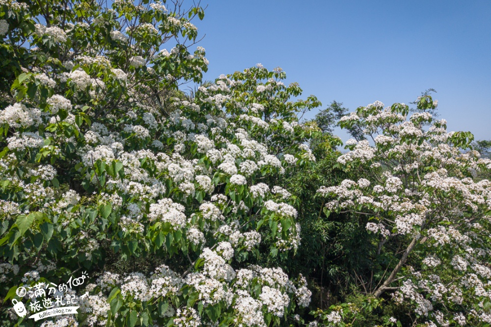 【桃園甘家堡桐花步道】私人桐花莊園開放,不用爬山也能看滿片四月雪,遼闊大草原.親子野餐首選！