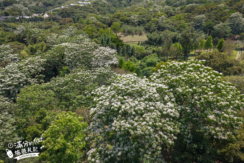 【桃園甘家堡桐花步道】私人桐花莊園開放,不用爬山也能看滿片四月雪,遼闊大草原.親子野餐首選！
