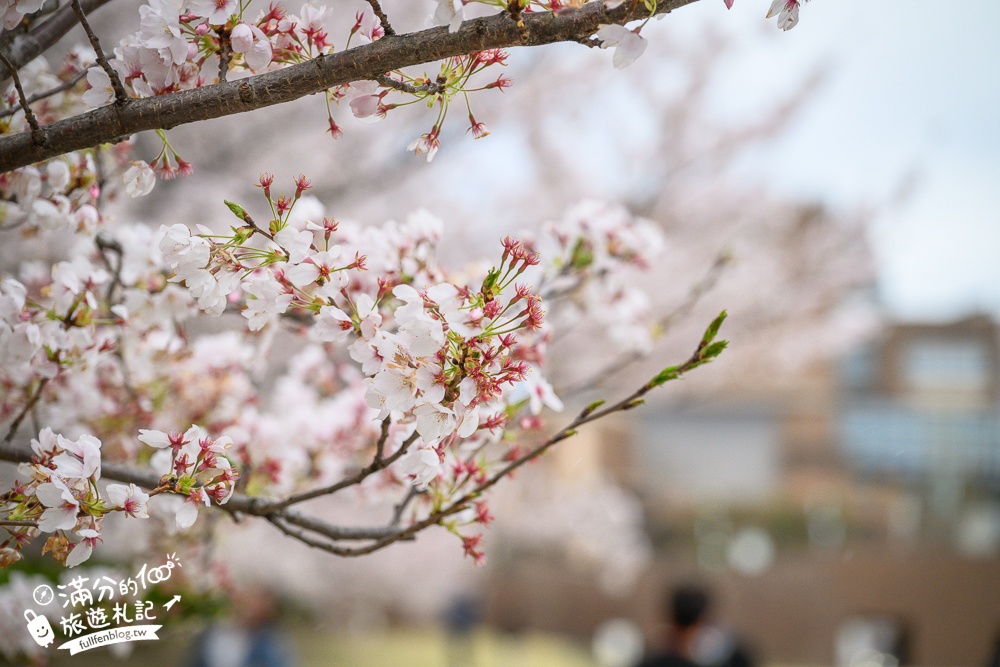 富山景點【星巴克富山環水公園店】世界最美星巴克！富岩運河環水公園全攻略,交通.櫻花季&必拍角度分享!