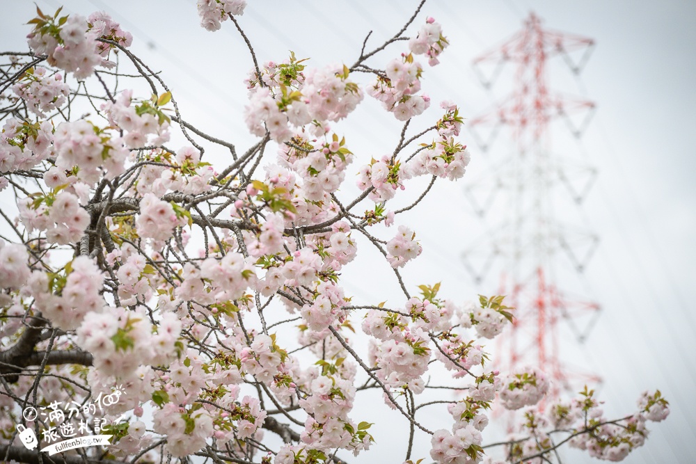 名古屋親子景點【戶田川綠地公園】免門票入園.必體驗賞櫻高空腳踏車.滾輪溜滑梯.遊戲場通通免費玩!