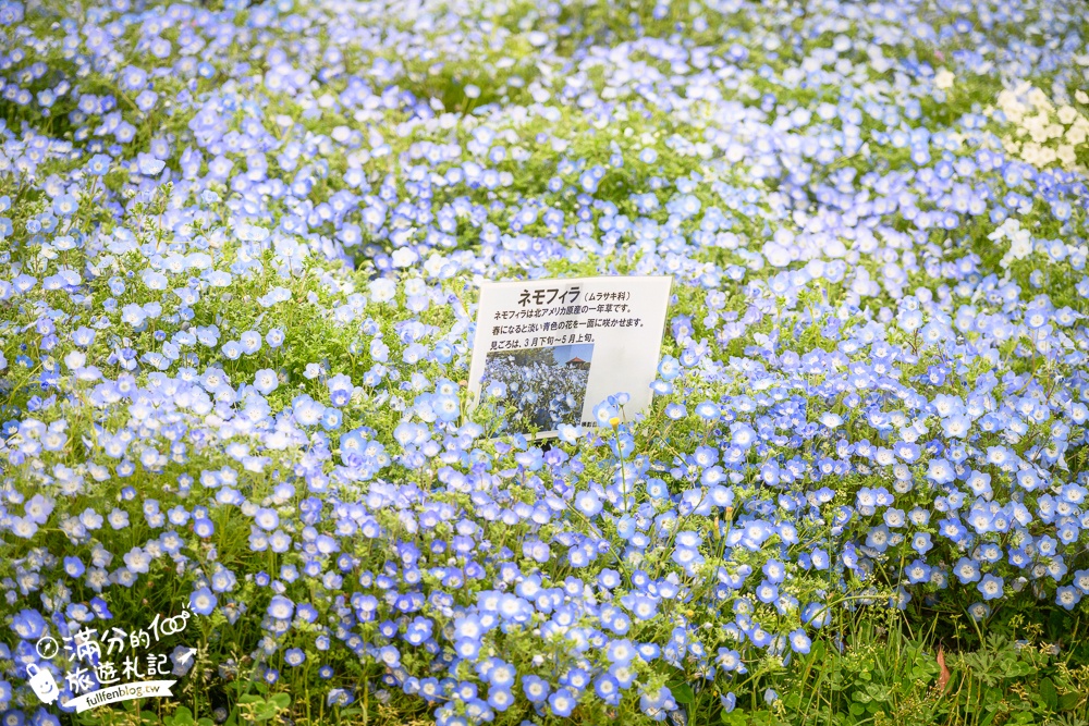 名古屋親子景點【戶田川綠地公園】免門票入園.必體驗賞櫻高空腳踏車.滾輪溜滑梯.遊戲場通通免費玩!