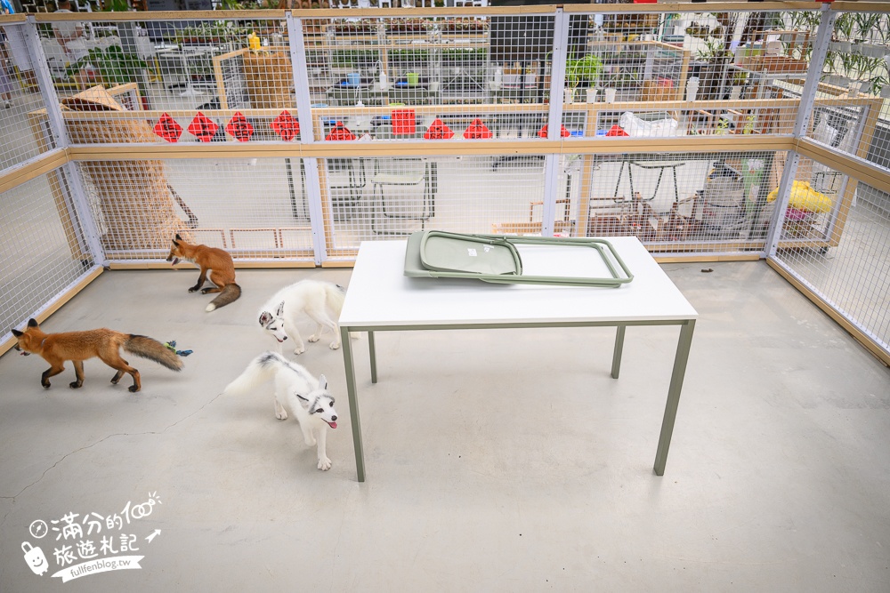 宜蘭【遛遛三星】全台唯一白狐狸主題農場,與白狐狸＆赤狐互動.還能玩鹿角蕨手作.當小小農夫和爬蟲偵查員,太好玩啦!